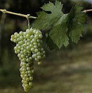 イタリアを代表する白ワイン、ソアーヴェ